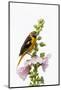 Baltimore oriole female on hollyhock, Marion County, Illinois.-Richard & Susan Day-Mounted Photographic Print