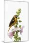 Baltimore oriole female on hollyhock, Marion County, Illinois.-Richard & Susan Day-Mounted Photographic Print