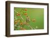 Baltimore oriole female perched on Berlandier's fiddlewood-Rolf Nussbaumer-Framed Photographic Print