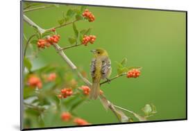 Baltimore oriole female perched on Berlandier's fiddlewood-Rolf Nussbaumer-Mounted Photographic Print