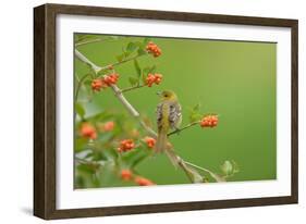 Baltimore oriole female perched on Berlandier's fiddlewood-Rolf Nussbaumer-Framed Photographic Print