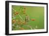 Baltimore oriole female perched on Berlandier's fiddlewood-Rolf Nussbaumer-Framed Photographic Print