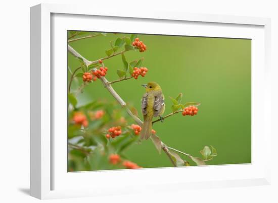 Baltimore oriole female perched on Berlandier's fiddlewood-Rolf Nussbaumer-Framed Photographic Print