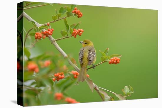 Baltimore oriole female perched on Berlandier's fiddlewood-Rolf Nussbaumer-Stretched Canvas