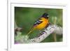 Baltimore Oriole foraging during migration on South Padre Island, Texas-Larry Ditto-Framed Photographic Print