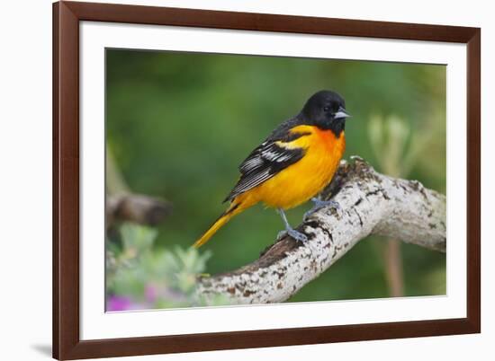 Baltimore Oriole foraging during migration on South Padre Island, Texas-Larry Ditto-Framed Photographic Print