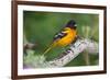 Baltimore Oriole foraging during migration on South Padre Island, Texas-Larry Ditto-Framed Photographic Print