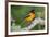 Baltimore Oriole foraging during migration on South Padre Island, Texas-Larry Ditto-Framed Photographic Print