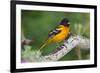 Baltimore Oriole foraging during migration on South Padre Island, Texas-Larry Ditto-Framed Photographic Print