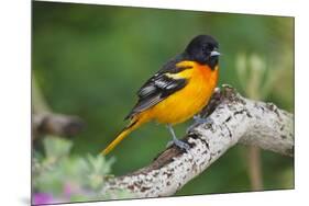 Baltimore Oriole foraging during migration on South Padre Island, Texas-Larry Ditto-Mounted Photographic Print