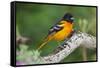 Baltimore Oriole foraging during migration on South Padre Island, Texas-Larry Ditto-Framed Stretched Canvas