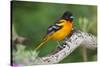 Baltimore Oriole foraging during migration on South Padre Island, Texas-Larry Ditto-Stretched Canvas