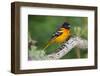 Baltimore Oriole foraging during migration on South Padre Island, Texas-Larry Ditto-Framed Photographic Print