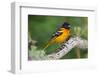 Baltimore Oriole foraging during migration on South Padre Island, Texas-Larry Ditto-Framed Photographic Print