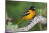 Baltimore Oriole foraging during migration on South Padre Island, Texas-Larry Ditto-Mounted Photographic Print