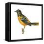 Baltimore Oriole (Icterus Galbula), Birds-Encyclopaedia Britannica-Framed Stretched Canvas