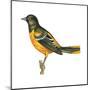 Baltimore Oriole (Icterus Galbula), Birds-Encyclopaedia Britannica-Mounted Poster