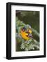 Baltimore Oriole Male Bathing in Mist, Marion, Illinois, Usa-Richard ans Susan Day-Framed Photographic Print