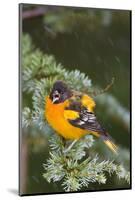 Baltimore Oriole Male Bathing in Mist, Marion, Illinois, Usa-Richard ans Susan Day-Mounted Photographic Print