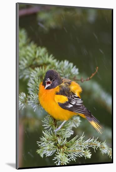 Baltimore Oriole Male Bathing in Mist, Marion, Illinois, Usa-Richard ans Susan Day-Mounted Photographic Print