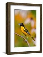 Baltimore Oriole Male in Flower Garden, Marion, Illinois, Usa-Richard ans Susan Day-Framed Photographic Print