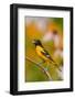 Baltimore Oriole Male in Flower Garden, Marion, Illinois, Usa-Richard ans Susan Day-Framed Photographic Print