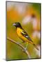 Baltimore Oriole Male in Flower Garden, Marion, Illinois, Usa-Richard ans Susan Day-Mounted Photographic Print