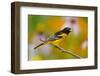 Baltimore Oriole Male in Flower Garden, Marion, Illinois, Usa-Richard ans Susan Day-Framed Photographic Print