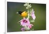 Baltimore Oriole Male on Hollyhock. Marion, Illinois, Usa-Richard ans Susan Day-Framed Photographic Print