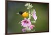 Baltimore Oriole Male on Hollyhock. Marion, Illinois, Usa-Richard ans Susan Day-Framed Photographic Print