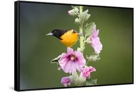 Baltimore Oriole Male on Hollyhock. Marion, Illinois, Usa-Richard ans Susan Day-Framed Stretched Canvas