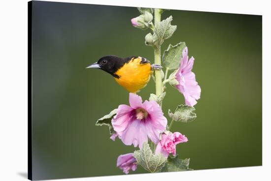 Baltimore Oriole Male on Hollyhock. Marion, Illinois, Usa-Richard ans Susan Day-Stretched Canvas