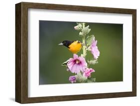 Baltimore Oriole Male on Hollyhock. Marion, Illinois, Usa-Richard ans Susan Day-Framed Photographic Print