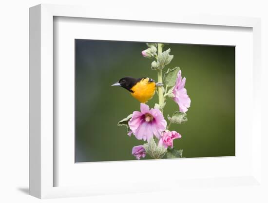 Baltimore Oriole Male on Hollyhock. Marion, Illinois, Usa-Richard ans Susan Day-Framed Photographic Print