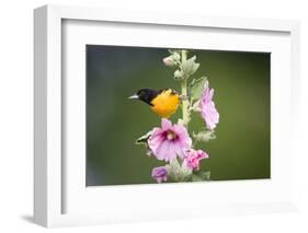 Baltimore Oriole Male on Hollyhock. Marion, Illinois, Usa-Richard ans Susan Day-Framed Photographic Print