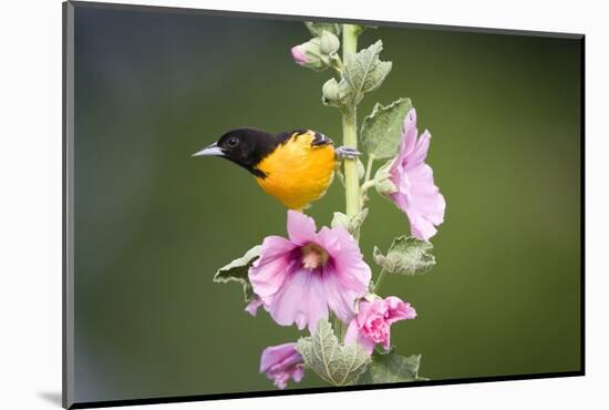 Baltimore Oriole Male on Hollyhock. Marion, Illinois, Usa-Richard ans Susan Day-Mounted Photographic Print