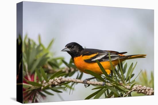 Baltimore Oriole Male Perched-Larry Ditto-Stretched Canvas
