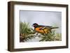 Baltimore Oriole Male Perched-Larry Ditto-Framed Photographic Print