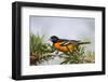 Baltimore Oriole Male Perched-Larry Ditto-Framed Photographic Print