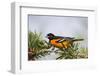 Baltimore Oriole Male Perched-Larry Ditto-Framed Photographic Print