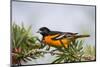 Baltimore Oriole Male Perched-Larry Ditto-Mounted Photographic Print
