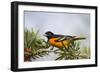 Baltimore Oriole Male Perched-Larry Ditto-Framed Photographic Print