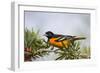 Baltimore Oriole Male Perched-Larry Ditto-Framed Photographic Print