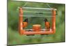 Baltimore Oriole Males Feeding at Jelly and Fruit Feeder-null-Mounted Photographic Print