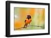 Baltimore Oriole on Barbed Wire Fence in Garden, Marion, Illinois, Usa-Richard ans Susan Day-Framed Photographic Print