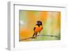 Baltimore Oriole on Barbed Wire Fence in Garden, Marion, Illinois, Usa-Richard ans Susan Day-Framed Photographic Print