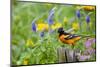 Baltimore Oriole on post in flower garden with Pink Yarrow, Blue Veronica, Illinois-Richard & Susan Day-Mounted Photographic Print