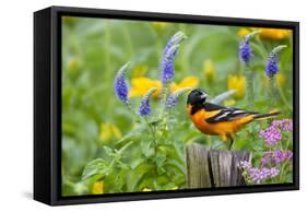 Baltimore Oriole on Post in Garden with Flowers, Marion, Illinois, Usa-Richard ans Susan Day-Framed Stretched Canvas