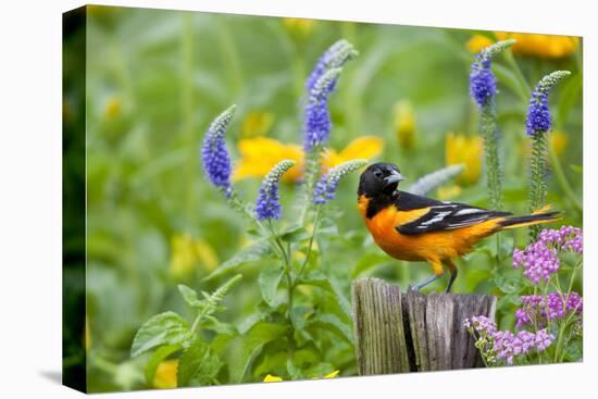 Baltimore Oriole on Post in Garden with Flowers, Marion, Illinois, Usa-Richard ans Susan Day-Stretched Canvas