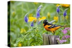 Baltimore Oriole on Post in Garden with Flowers, Marion, Illinois, Usa-Richard ans Susan Day-Stretched Canvas